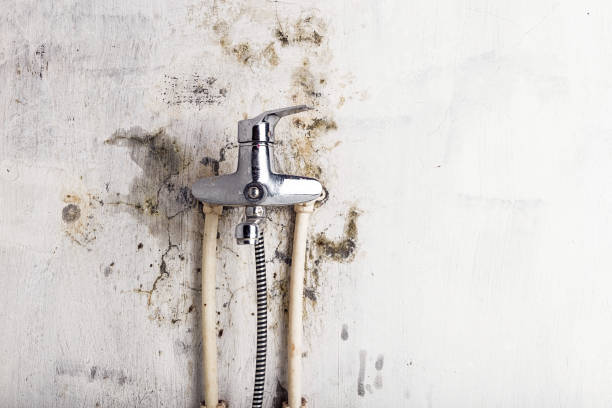 Best Home Mold Removal  in Aurora, OH