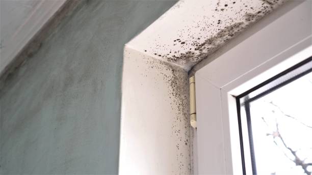 Best Black Mold Removal  in Aurora, OH