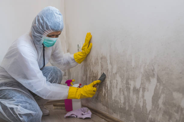 Best Office Mold Removal Services  in Aurora, OH