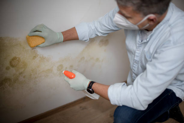 Best Certified Mold Removal  in Aurora, OH