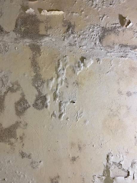 Home Mold Removal in Aurora, OH
