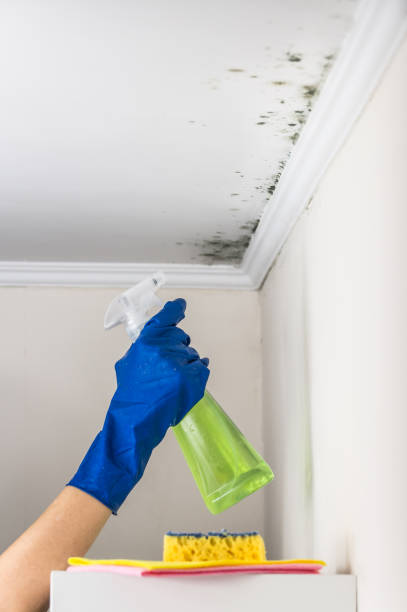 Best Mold Damage Repair  in Aurora, OH