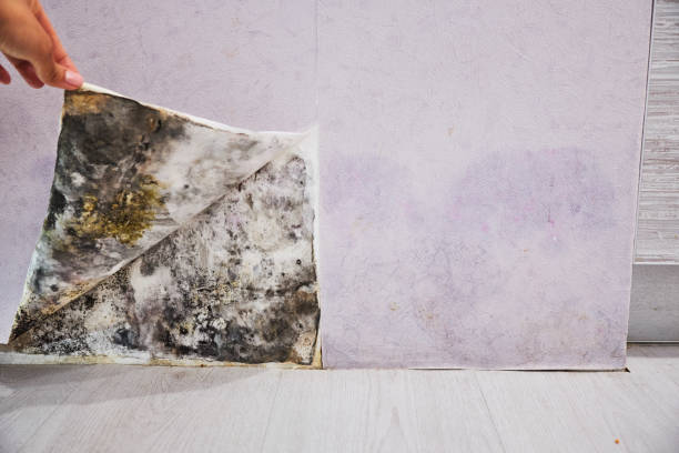 Reliable Aurora, OH Mold Removal Solutions